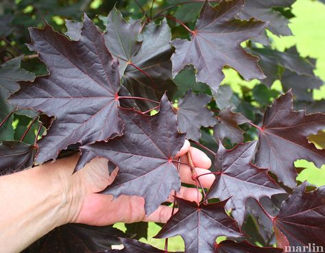 Norway Maple Tree - Acer platanoides "Crimson King" Acer Garden, Tree Leaf Identification, Acer Platanoides, Crimson King, Leaf Identification, Crimson Color, Summer Leaves, Tree Pruning, Purple Garden