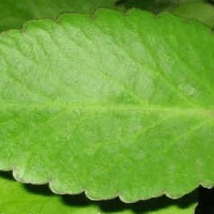 Health Benefits: Leaf Of Life - Jamaica Cafe Touch Me Not Plant, Miracle Leaf, Ayurvedic Plants, Medicinal Herbs Garden, Healthy Natural Hair Growth, Wonder Of The World, Plant Benefits, Herbal Plants, Women Health Care