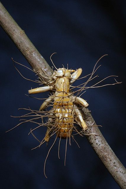 "This Carolina leaf-roller (Camptonotus carolinensis) has succumbed to an infection by a species of Cordyceps, a genus of entomopathogenic fungi. Cordyceps are well-known for inducing changes in insect behaviour, making them climb plants before they die. When the fruiting bodies burst forth from the insect, this high position helps spread the fungal spores to new victims." Cool Insects, Cool Bugs, A Bug's Life, Mushroom Fungi, Beautiful Bugs, Creepy Crawlies, Arthropods, Arachnids, Bugs And Insects