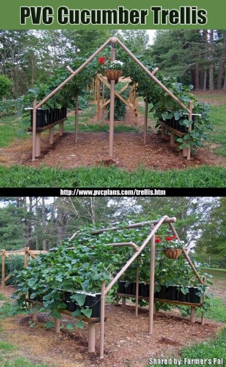 PVC cucumber trellis. This is definately going to be in my back yard Vine Trellis, Cucumber Trellis, Flower Tower, Plants Growing, Garden Vines, Sun Plants, Have Inspiration, The Secret Garden, Garden Trellis