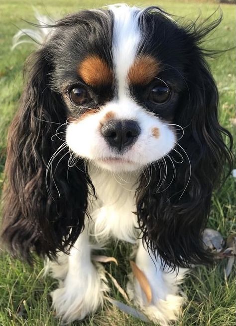 Cavalier Spaniel Puppy, Cavier King Charles Spaniel, Cavalier Puppies, Cavalier King Charles Spaniel Colors, Caviler King Charles, Caviler King Charles Spaniel, Cavalier King Charles Spaniel Aesthetic, Cavalier Dog, Cavalier King Spaniel