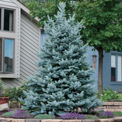 Baker Blue Spruce  'Bacheri' is a semi-dwarf, broad-conical form that matures to 12-18' tall and to 6-8' wide over time. Needles are silver-blue. Pinus Tree, Tree Landscaping Ideas, Front Yard Planters, Tree Landscaping, Evergreen Landscape, Colorado Blue Spruce, Rogers Gardens, Landscaping Trees, Cabin Inspiration