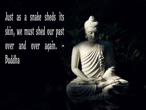 Just as a snake sheds its skin we must shed our past over and over again - Buddha [3344 x 2508] #quote #quotes #motivation #motivational Snakes Shed Their Skin Quotes, Snake Shedding Skin Quote, Serpent Quotes Snakes, Snake Quotes Beautiful, Snake Quotes, Becoming My Best Self, Skins Quotes, Past Quotes, Snake Shedding