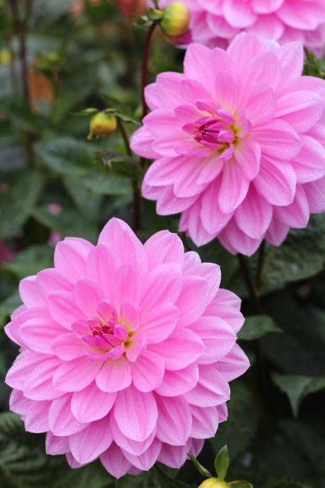 Dahlia Fever in San Francisco - Gardenista Flowers Pansies, Garden Peonies, Daffodils Flowers, Pink Dahlias, Tanaman Pot, Spring Garden Flowers, Rose Flower Wallpaper, Flowers Gardening, Greetings Quotes