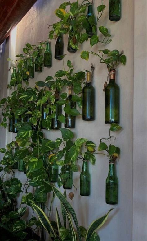 22 Stunning Pothos in Water Ideas | Balcony Garden Web Pothos In Water, Small House Garden, Water Ideas, Plant Display Ideas, Heal Your Soul, Christmas Posts, Herb Containers, Herb Garden Design, Vertical Garden Diy