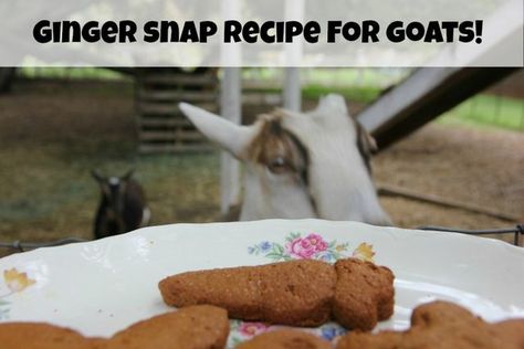 Ginger snap goat treat recipe | Sew Country Chick- DIY fashion and style | Bloglovin’ Diy Goat Treats, Goat Treats Recipes, Homemade Goat Treats, Goat Cookies, Goat Treats, Pet Goats, Backyard Goats, Feeding Animals, Goat Herder