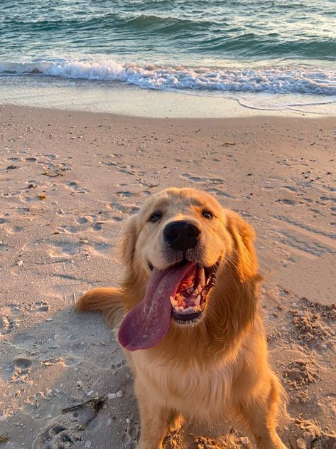 Golden Retriever Aesthetic, Wholesome Dog, Perros Golden Retriever, Very Cute Dogs, Cute Dog Pictures, Really Cute Dogs, Animals Cute, Dog Beach, Cute Animal Photos