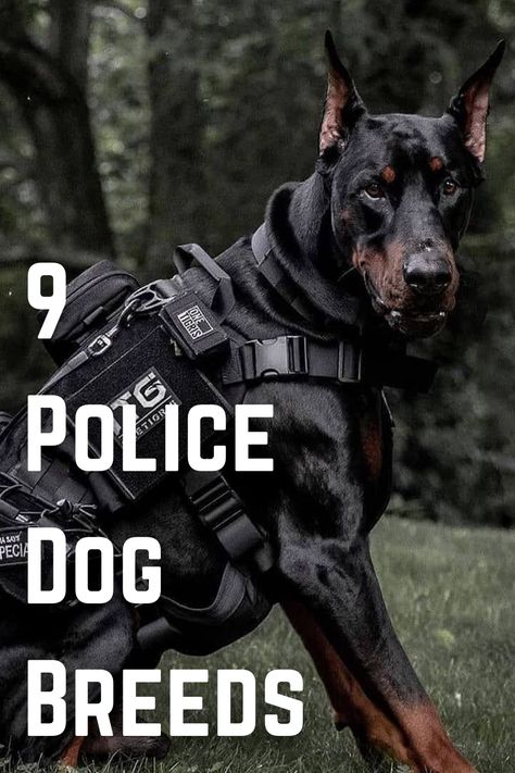 Smart Dog Breeds, K 9 Dogs, Police Dog Breeds, Powerful Dogs, American Pitbull Dog, Malinois Shepherd, Police Dog Training, Cop Dog, K9 Police Dogs