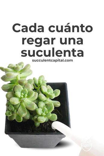 💧 Descubre cada cuánto, cómo y más detalles sobre el riego de una suculenta. Da clic al enlace⬇️ Plantas Interior, Cactus Y Suculentas, Cilantro, Terrarium, Cactus, Plants