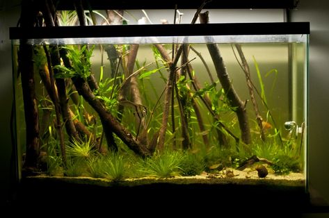 29 Gallon Fish Tank Ideas, Black Water Aquarium, Long Tank Aquascape, 29 Gallon Planted Aquarium, Forest Aquarium, 20 Gallon Long Aquascape, 29 Gallon Aquascape, Aquascape Inspiration, 29 Gallon Aquarium