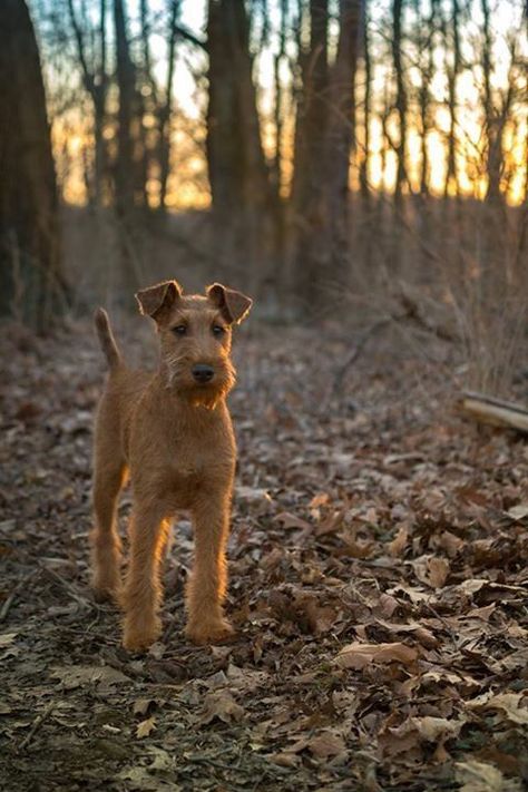 Terriers Breeds, Irish Animals, Irish Terrier Puppies, Irish Dog Breeds, Celtic Dog, Friendship Couple, Welsh Terrier, Irish Terrier, Terrier Breeds