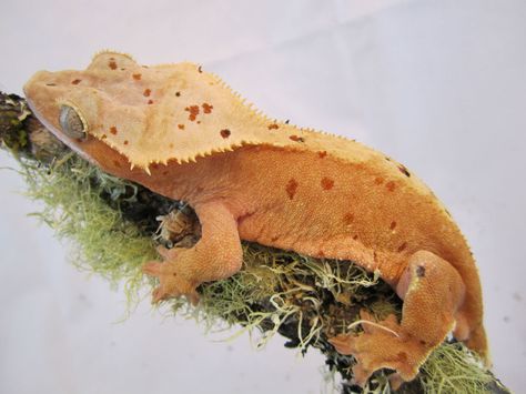 Crested Gecko Morph Guide | The Gecko Geek Crested Gecko Morphs Guide, Crested Gecko Morphs, Gecko Morphs, Gargoyle Gecko, Crested Geckos, Mini Dragon, Reptile Enclosure, Reptile Snakes, Crested Gecko