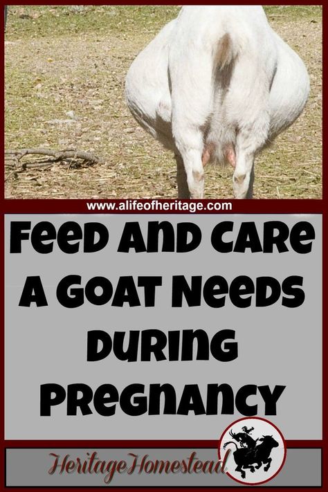 Goat Health, Pygmy Goats, Raising Farm Animals, Goat Care, Goat Barn, Raising Goats, Goat Kidding, Pygmy Goat, Pregnancy Problems