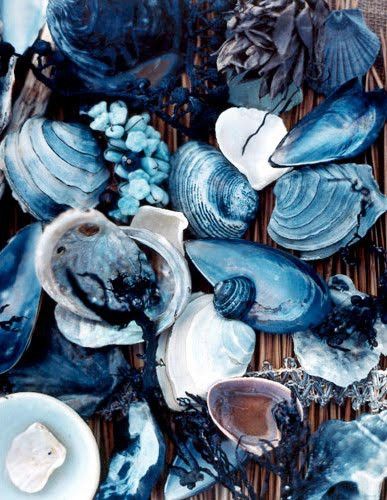 Shells  - I have been in love with them since I first went to the beach as a child.  So fun to find the perfect one! Interior Boho, Azul Indigo, Everything Is Blue, Feeling Blue, Love Blue, Foto Inspiration, Pics Art, Sirens, Color Textures