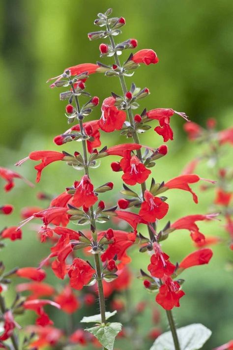 Sage Butterfly, Tropical Sage, Red Salvia, Florida Gardens, Texas Sage, Scarlet Sage, Full Sun Flowers, Red Sage, Texas Wildflowers