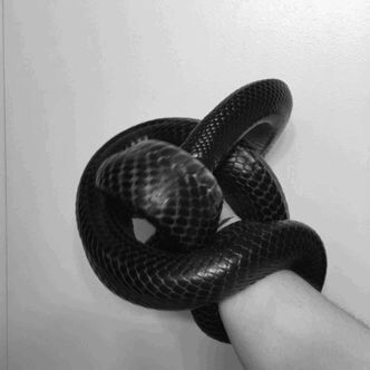 Snake Gif Aesthetic, Twilight Harry Potter, Evil Prevails, Snake Gif, Superman Red Son, Moving Gif, Album Art Design, World Of Darkness, Edgy Wallpaper