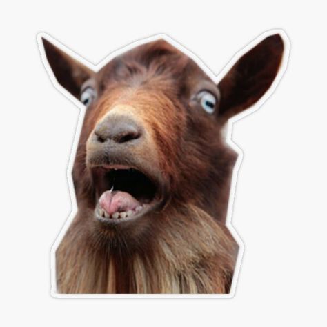 "Goat" Sticker by pkpaula23 | Redbubble Goat Sticker, Plastic Stickers, Personalized Water Bottles, Cool Cartoons, Transparent Stickers, Top Artists, Goats, Sticker Design, Vinyl Sticker