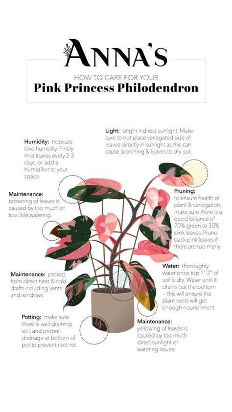 Green And White Leaf Plant, Pink Princess Philodendron, Princess Philodendron, Plant Goals, Plant Mama, Philodendron Plant, Household Plants, Plant Care Houseplant, Towards The Sun