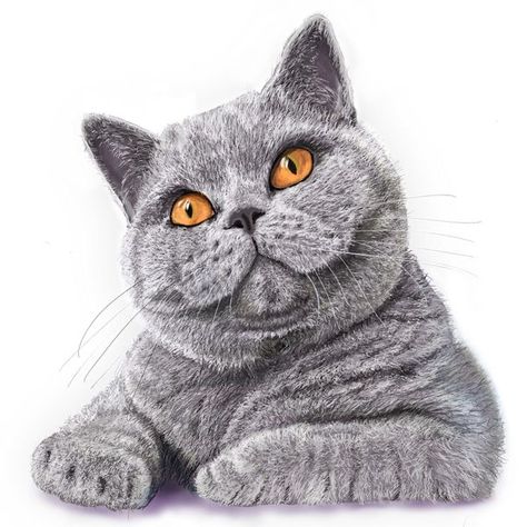 British Shorthair Drawing, Cat Eyes Drawing, British Blue Cat, Cat Logo Design, Animal Drawings Sketches, British Shorthair Cats, British Shorthair, Color Pencil Art, Blue Cats