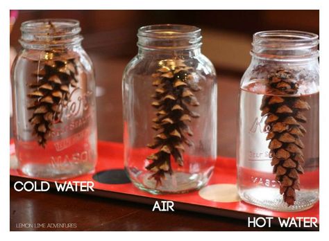 Vetenskapliga Experiment, Winter Science Experiments, Fall Science, Winter Science, Science Experiment For Kids, Experiments Kids, Experiment For Kids, Science Experiments For Preschoolers, Tree Study