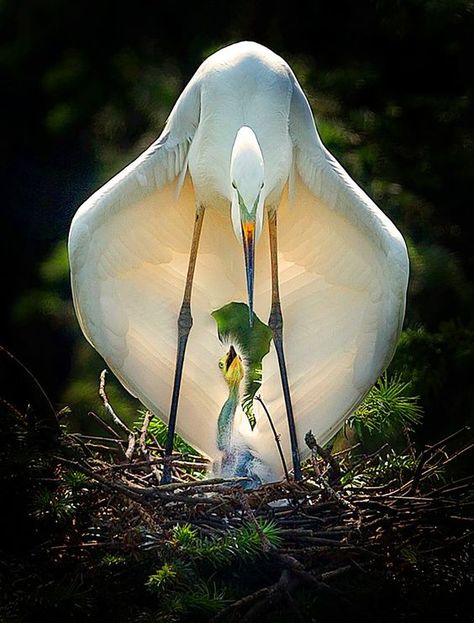 Mother's embrace by Fuyang Zhou — 2017 National Geographic Nature Photographer of the Year Regnul Animal, White Birds, Baby Birds, Bird Pictures, Exotic Birds, Pretty Birds, Colorful Birds, Wild Birds, Nature Animals