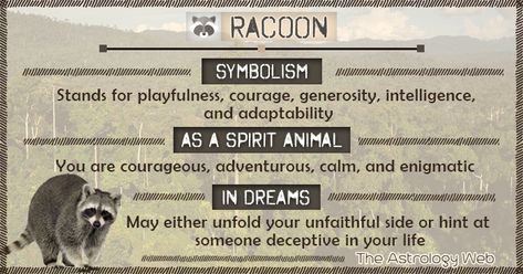 Raccoon Meaning and Symbolism | The Astrology Web Raccoon Spirit Animal Meaning, Raccoon Spirit Animal, Raccoon Meaning, Meditation Signs, What's My Spirit Animal, Animal Totem Spirit Guides, Spirit Animal Quiz, Spirit Animal Meaning, Totem Animals