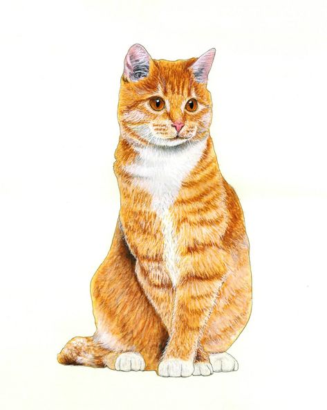 I drew this cute #catportrait for one of my best clients. I am available for #pencilportrait #watercolorpetportrait #commission. Just write ✍️ me through email. #petlovers #realisticdrawing #instadrawing #animallovers #birthdaygift #portraitdrawing #watercolorart #watercolorpainting #watercolorsketch #drawingsketch #giftideas #commissiondrawing #gingercat #gingercatofinstagram #catofinstagram #catlover #catloversclub #catsofworld #tabby #tabbycat #tabbiesofinstagram #tabbiesoftheworld #kittens_ Ginger Cat Drawing, Tabby Cat Sketch, Orange Tabby Cat Drawing Cute, Cat Portraits Illustration, Ginger Cat Watercolor, Tabby Cat Watercolor, Orange Tabby Watercolor, Hand Drawn Portraits, Pet Portrait Painting