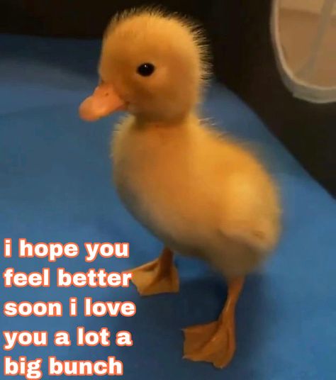 Feel Better Soon Reaction Pic, I Hope You Feel Better Reaction Pic, I Dont Know What To Say Reaction Pic, Feel Better Reaction Pic, Kisses Reaction Pic, How Are You Replies, Kiss Reaction Pic, Feel Better Meme, Wholesome Encouragement