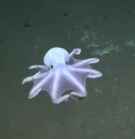 Casper [the Ghost] octopus, off Nazca Ridge, west coast of South America, at depth of 4,443 meters (almost 3miles).  Not yet scientifically named.  From a video credited to Schmidt Ocean Institute. Ghost Octopus, Flapjack Octopus, Casper The Ghost, The Ghost, Schmidt, Marine Life, West Coast, South America, A Video