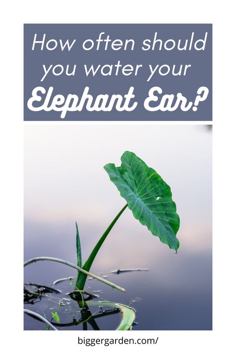 Calling all plant lovers! Explore the intricate world of Elephant Ear care and discover how to rescue your drooping leaves from despair. Click now to embark on a transformative gardening adventure and join our community for endless inspiration and guidance! Elephant Ear Care, Elephant Plant, Elephant Ear Plant, Ear Care, Elephant Ears, Small Leaf, Plant Food, All Plants, Growing Plants