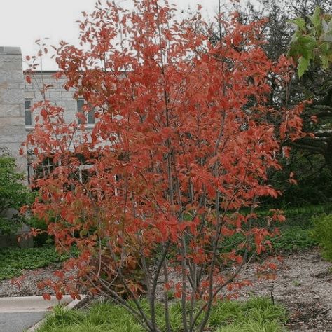 Autumn Brilliance Serviceberry - Plant Guide Amelanchier X Grandiflora 'autumn Brilliance', Cottage Front Garden, Tudor Garden, Wishlist Plants, Trellis Garden, Petunia Plant, Hydrangea Quercifolia, Plant Encyclopedia, Native Gardens