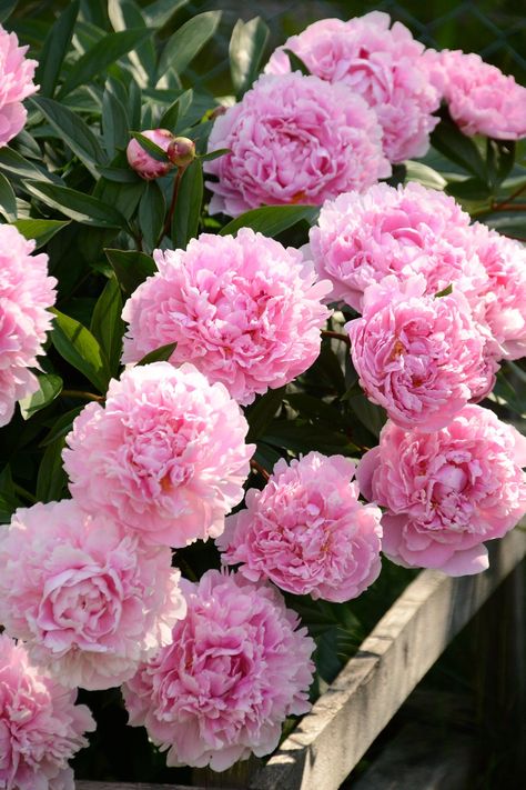 Pink Peonies Garden, Paeonia Sarah Bernhardt, Peony Sarah Bernhardt, Summer Flower Garden, Sarah Bernhardt, Paeonia Lactiflora, Garden Flower Beds, Peonies Garden, Flower Therapy