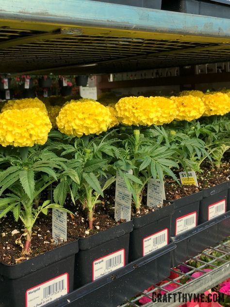 Marigolds ain't your grandma's flower! These pretty flowers pack a punch in the garden and help your other plants. Garden Annuals, Marigolds In Garden, Living Wall Garden, Farm Tips, Growing Marigolds, Planting Marigolds, Fairies Garden, Vegetable Garden Tips, Garden Centers