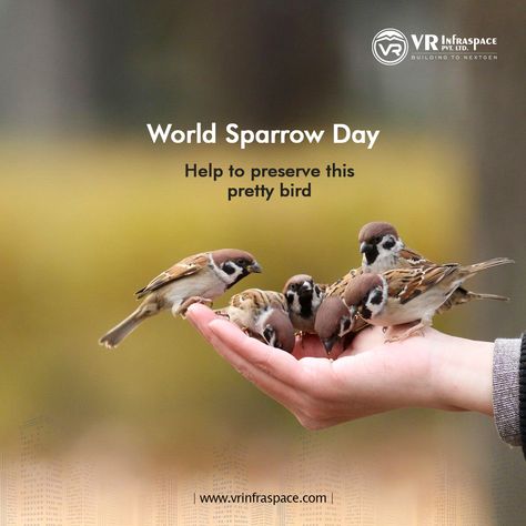 It is a day dedicated to educating people about house sparrow and other such birds. Save and protect our natural habitat while you still can. Happy World Sparrow Day.  #WorldSparrowDay #SparrowDay #vrinfraspace #vrimperia #vrone #celebrityluxuria #newprojects #realestate #vadodara Watercolor Sparrow, World Sparrow Day, Bird Drawing Easy, Sparrow Tattoos, Drawing Easy Pencil, Simple Bird Drawing, Shading Pencil, Sparrow Drawing, Animal Calendar