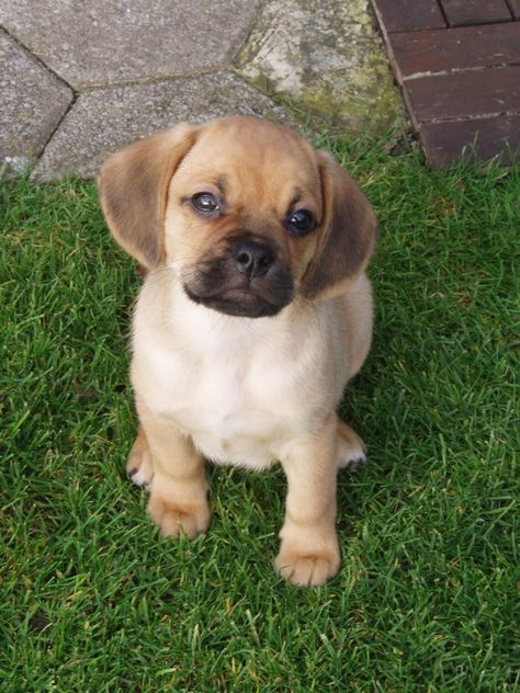 Pug+beagle=puggle Puggle Puppies, Puggle Dogs, Puppy Pug, Baby Pugs, Pug Shirt, Beagle Mix, Dream Dog, Most Beautiful Animals, Maltese Puppy