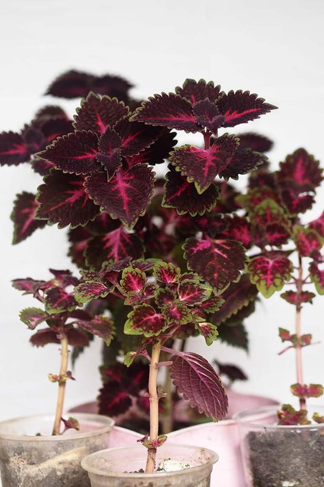 Coleus Plants, Coleus Plant, Plant Guide, House Plants Decor, Tropical Foliage, Foliage Plants, Lawn And Garden, Plant Decor, Home Projects