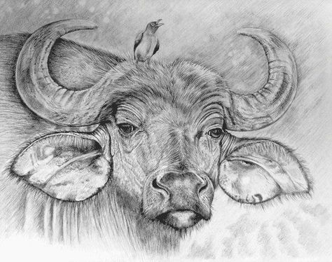 Art Pencil Set, Traditional Tattoo Drawings, Buffalo Painting, Africa Painting, Cape Buffalo, Buffalo Art, African Buffalo, Bull Painting, Realistic Pencil Drawings