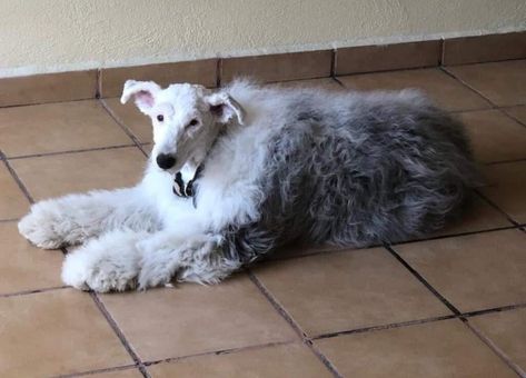 A sheep dog with its head shaved - Thor Gift (thorgift.com) - If you like it please buy some from ThorGift.com Cat Problems, What Dogs, Hairless Cat, Shaved Head, Laugh Out Loud, Fluffy Cat, Animal Jokes, Dog Memes, Animal Memes