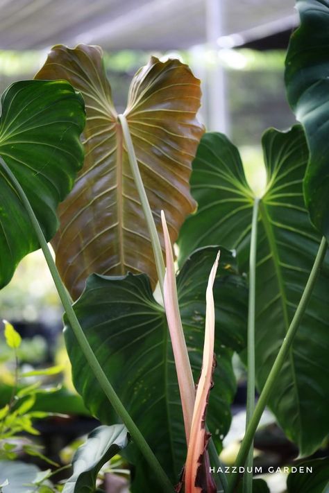 Philodendron Esmeraldense, Amazing Plants, Airbnb Promotion, Plant Ideas, Colorful Leaves, Tropical Plants, House Plants, Plant Leaves, Promotion