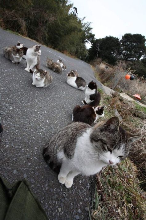 meow Cat Island Japan, Cat Park, Cat Island, Neko Cat, Lots Of Cats, Funny Cute Cats, Happy Cat, Fukuoka, Cats Meow