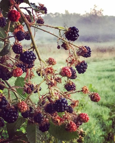 blackberries Brambly Hedge, Beltane, Foto Art, Autumn Aesthetic, Samhain, Green Grass, Farm Life, Country Life, Belle Photo