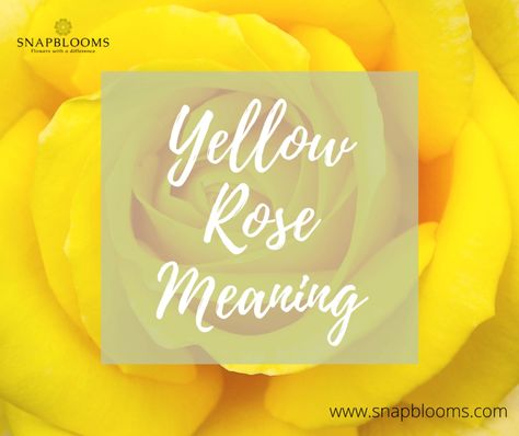 Yellow Meaning, Rose Sayings Quotes, Yellow Rose Meaning, Rose Flower Png, Rose Color Meanings, Rose Meaning, Red And Yellow Roses, Yellow Rose Flower, Rose Got