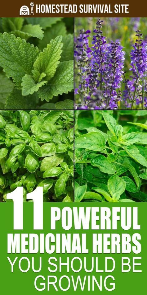 15 Powerful Medicinal Herbs You Should Grow#medicinal herbs #Herbs #herb garden outdoor #herb garden ideas #Medicinal Herbs Garden #health aesthetic Medicinal Herbs Remedies, Plantarea Legumelor, Medicinal Herbs Garden, Medical Herbs, Herbal Plants, Healing Plants, Herbs For Health, Wild Plants, Healing Herbs