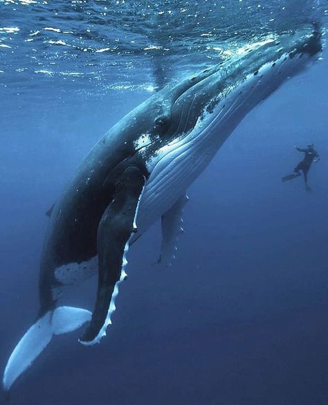 Ocean | Marine life | Animals🌐 on Instagram: “Amazing whale encounter🐳😍 . ❤️See more at @oceanboost . 📸@timmckenna” Humpback Whale Tattoo, Great Whale, Whale Illustration, Whale Painting, Photo Animaliere, Whale Art, Beautiful Sea Creatures, Aquatic Animals, Marine Mammals