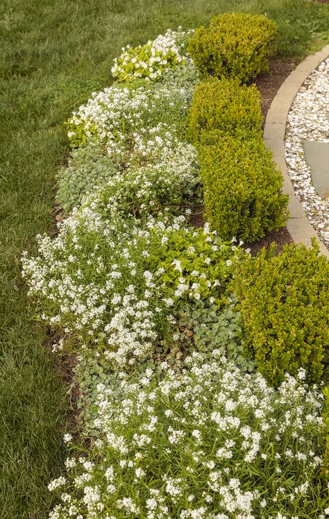 In a moon garden, the more white plants there are, the more light will bathe the space. Try out the concept by widening an existing border and planting it with white flowering annuals. Here, the homeowners expanded upon an existing shrub border by planting white flowering annuals including Lobularia and Torenia. Choose a site that is in an open area where the moonlight can shine directly onto your plants to make them glimmer in the dark! Backyard Landscaping Fire Pit, Garden Plots Layout, Landscape Nails, Shrub Border, White Flowers Garden, Smooth Hydrangea, Themed Garden, Backyard Garden Landscape, Garden Posts