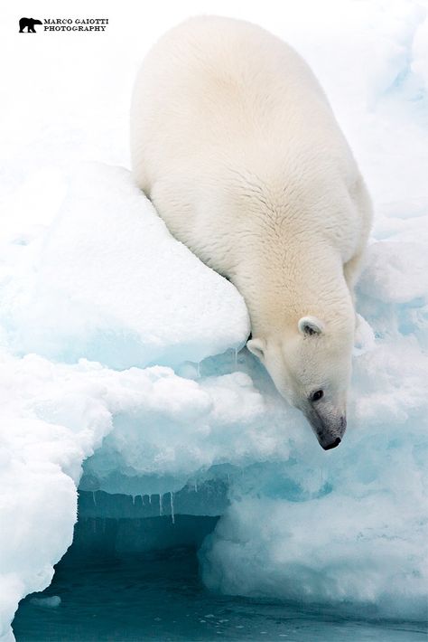 Thirsty in Salbard, Norway, photographer Marco Gaiotti Polar Bear On Ice, Sugar Bears, Bear Hugs, Polo Bear, Winter Beauty, White Bear, Polar Bears, Fluffy Animals, Animal Planet