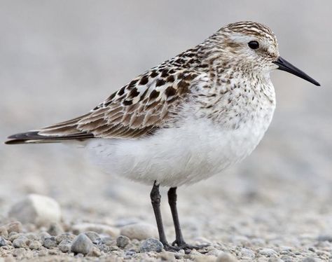 Baird's Sandpiper Sandpipers On The Beach, Sea Journal, Sandpiper Bird, Audubon Prints, Unique Birds, Shore Birds, American Birds, Animal Inspiration, Coastal Birds