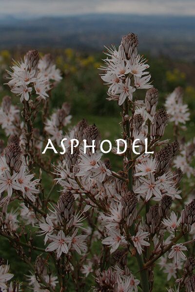 My regrets follow you to the grave Asphodel Flower Aesthetic, Asphodel Tattoo, Asphodel Flower Tattoo, Asphodel Aesthetic, Asphodel Flower, Underworld Tattoo, Ancient Flowers, Old Poetry, Pomegranate Tree