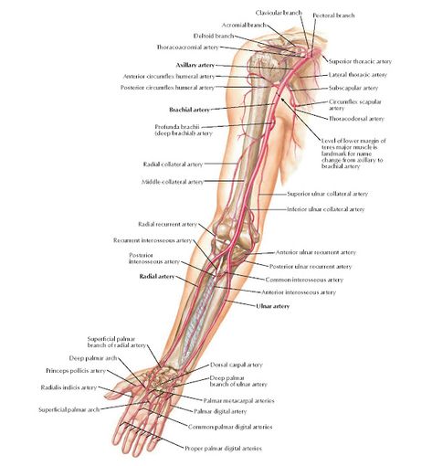 Arteries of Arm and Proximal Forearm Anatomy   Clavicular branch Pectoral branch, Acromial branch, Deltoid branch, Thoracoacromial artery... Brachial Artery, Radial Artery, Forearm Anatomy, Limb Anatomy, Hand Chart, Upper Limb Anatomy, Nurse Motivation, Arteries Anatomy, Human Heart Anatomy