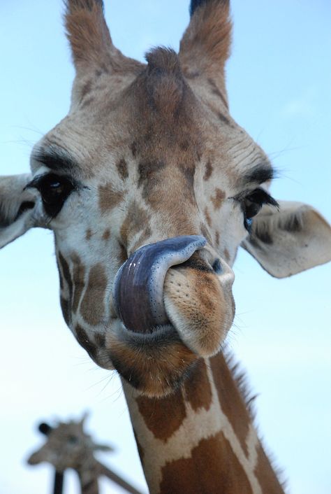 Giraffe - hey, can you touch your tongue to YOUR nose? Giraffe Tongue, G Is For Giraffe, Giraffe Images, Milkshake Recipe Easy, Giraffe Theme, Giraffe Pictures, Fav Animal, Save Wildlife, Cute Lion